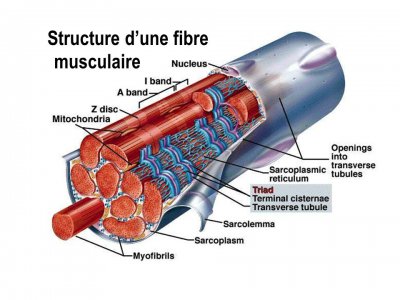 structure fibre musculaire